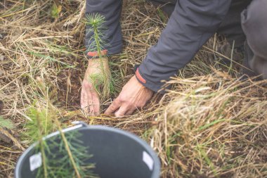Gezegeni güvende tutmak, daha iyi bir çevre için genç ağaç dikmek, ekoloji kavramı.