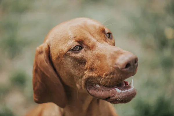 Retrato de cão bonito durante o dia ensolarado, conceito de animal — Fotografia de Stock