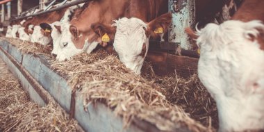 Sıraya dizilmiş bir sürü inek, süt için büyük inek çiftliği, endüstriyel konsept, renk tonlu imaj