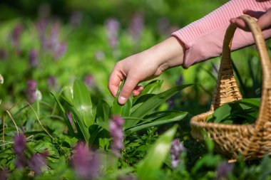 Kadınlar toplanıyor, ormanda taze ayı sarımsağı topluyor, yabani sarımsak, otçulluk, yiyecek konsepti