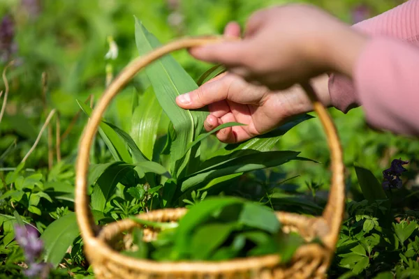 Recolección de mujeres, recolección de ajo de oso fresco en el bosque, ajo silvestre, herboristería, concepto de alimentos —  Fotos de Stock