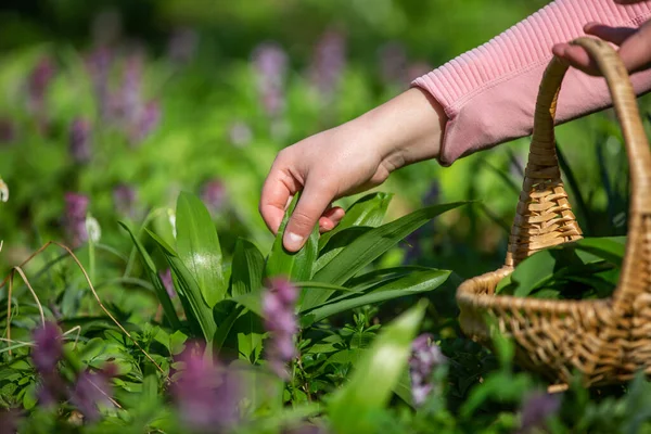 Woman gathering, picking fresh bear garlic in the forest, wild garlic, herbalism, food concept