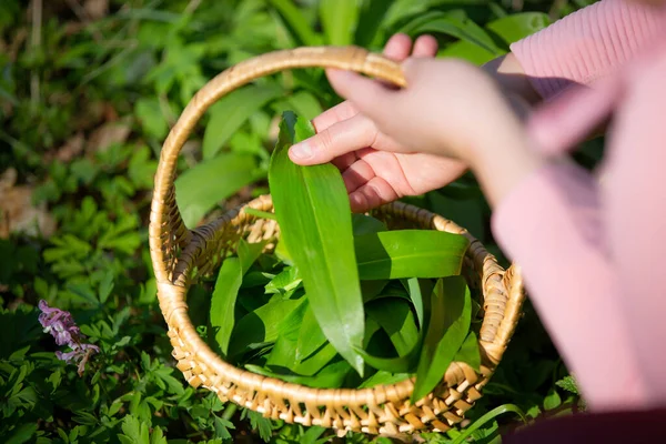 Woman harvesting leaves of fresh bear garlic in the forest, herbalism, herb for cooking, food concept — Stock Photo, Image