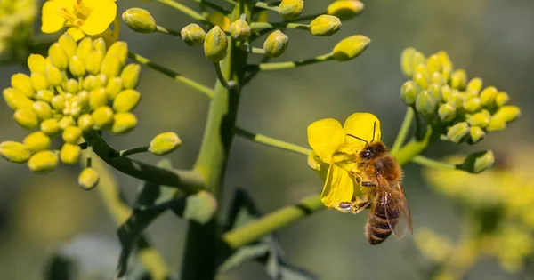 ミツバチは蜂蜜のために種子の菜の花を受粉させ、花を受粉させます — ストック写真
