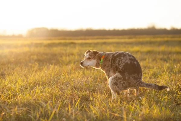 Brown-mixed dog pooping at huge field during lovely sunset, poop — Stock Photo, Image