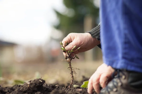 Aînés travaillant dans son immense jardin, préparant la terre pour la plantation, concept de jardinage — Photo