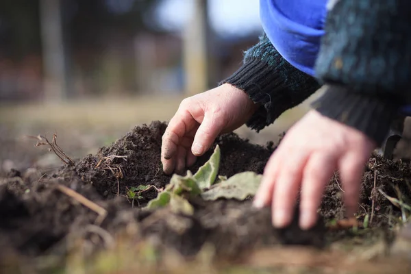 Une vieille main de vieux actifs retirant l'herbe de son immense jardin botanique, défrichant, faisant correctement, travaillant dur, jardinant — Photo