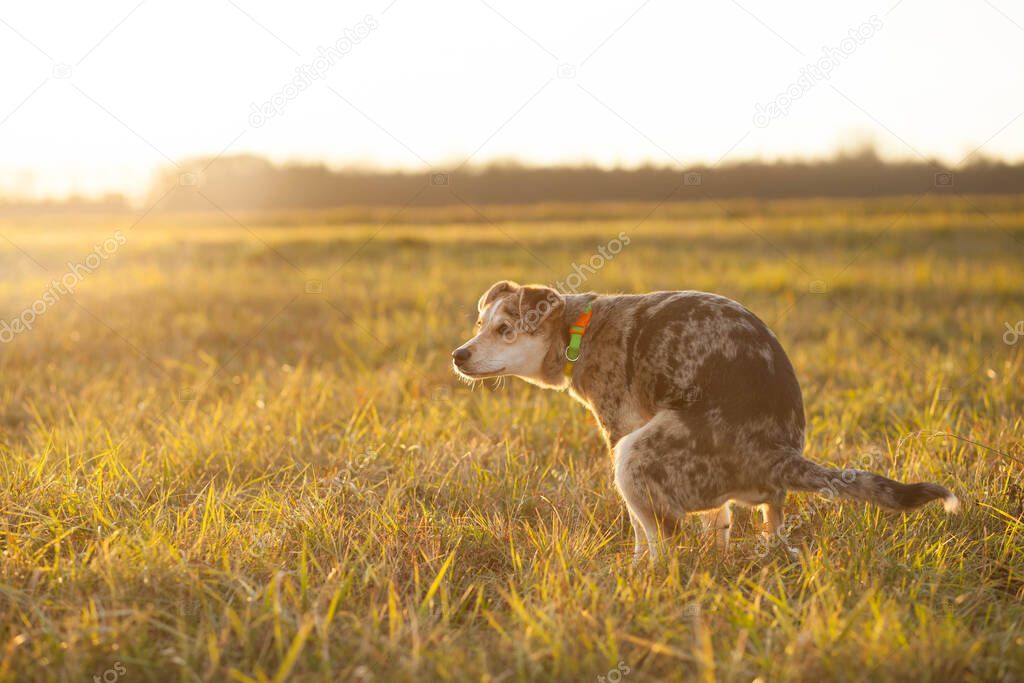 Brown-mixed dog pooping at huge field during lovely sunset, poop