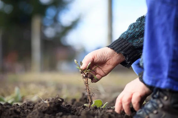 Une vieille main de vieux actifs retirant l'herbe de son immense jardin botanique, défrichant, faisant correctement, travaillant dur, jardinant — Photo