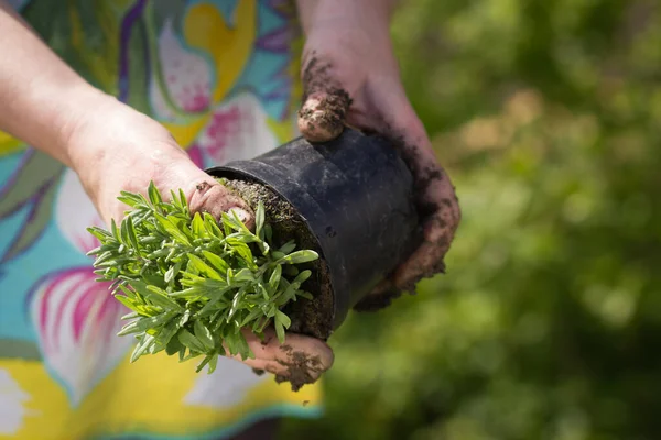 An active senior woman doing garden works on her huge botanic garden during lovely spring, summer time — Stock Photo, Image