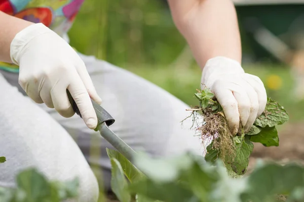 A senior woman pulling out some weeds with lush black lawn on her huge, big botanic garden, gardening concept — Stock Photo, Image