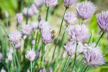 Bahar taze soğanı. Arı, polen, ekoloji, şifalı bitki.