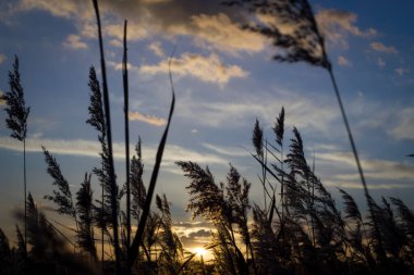Güzel yaz günbatımı, manzara, bulutlu ve rüzgarlı hava