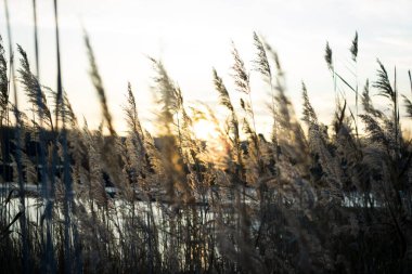 Güzel yaz günbatımı, manzara, bulutlu ve rüzgarlı hava