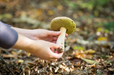 Genç kadın el koleksiyonu, tahrip edilebilir bir ormanda yenilebilir mantar, yiyecek konsepti