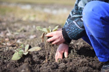 Devasa botanik bahçesinden ot çıkaran, temizleyen, düzgün iş yapan, sıkı çalışan, bahçıvanlık yapan yaşlı bir adam.