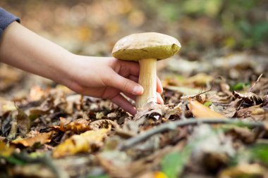 Genç kadın el koleksiyonu, tahrip edilebilir bir ormanda yenilebilir mantar, yiyecek konsepti