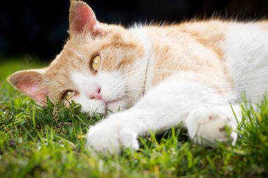 Paslı sevimli kedi güzel bahar günbatımında büyük botanik bahçesinde dinleniyor, mutlu görünüyor.