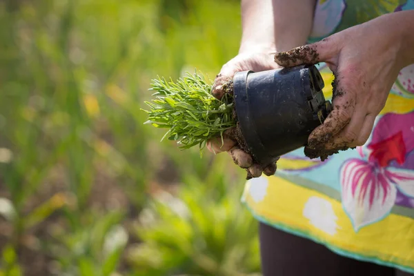 An active senior woman doing garden works on her huge botanic garden during lovely spring, summer time — Stock Photo, Image