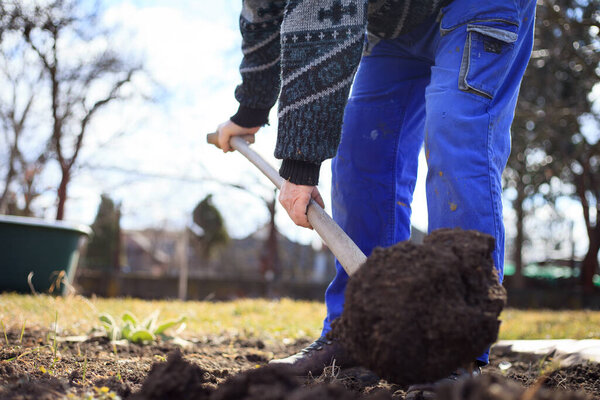 Senior man digging a garden for new plants after winter by spade, gardening concept