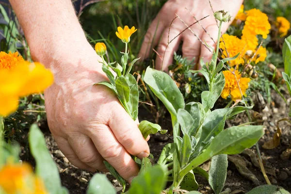 Les mains de l'homme âgé actif faisant des travaux de jardin pendant le beau printemps, concept de garedning — Photo