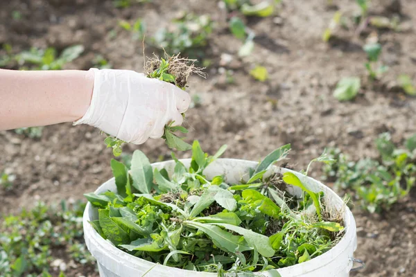 Uma mulher idosa ativa reciclando ervas daninhas e sobras para o lixo branco, ecologia, conceito de jardinagem — Fotografia de Stock
