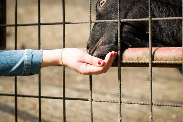 cameroon, pygmy dwarf brown and black goat feeding granules of fresh grass by people in ZOO area, ZOO concept