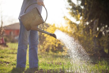 Bahçe işleri, baharda bahçesini konserve kutusuyla sulayan yaşlı bir adam.
