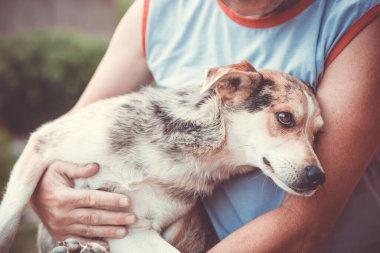Güzel sokak köpeğini tutan adam, köpeğe yardım eder, köpek kurtarır.