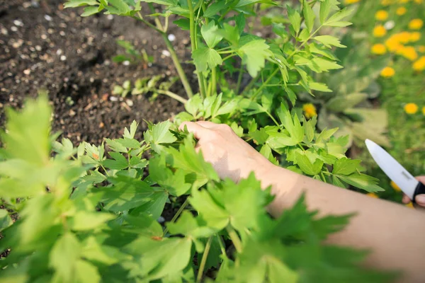 Senior woman hands cutting some spring, fresh lovage at her huge garden, soup herb — Stock Photo, Image