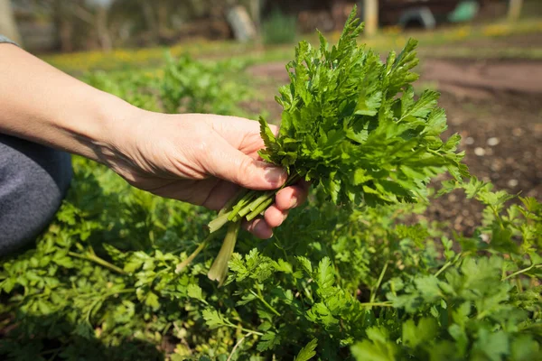 Senior woman hands cutting some spring, fresh parsley at her huge garden, soup herb — Stock Photo, Image