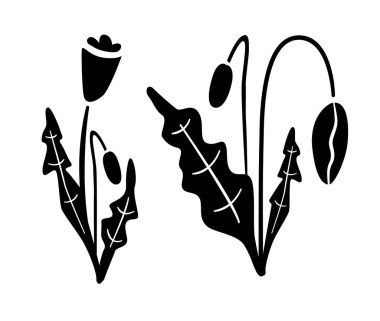 Beyaz Arkaplanda Gelincik Çiçeği