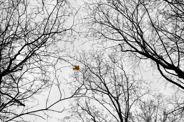 Ramas de árboles desnudos sobre el fondo de un cielo nublado. Caída tardía. Sólo quedaba una hoja en la rama. . — Foto de Stock