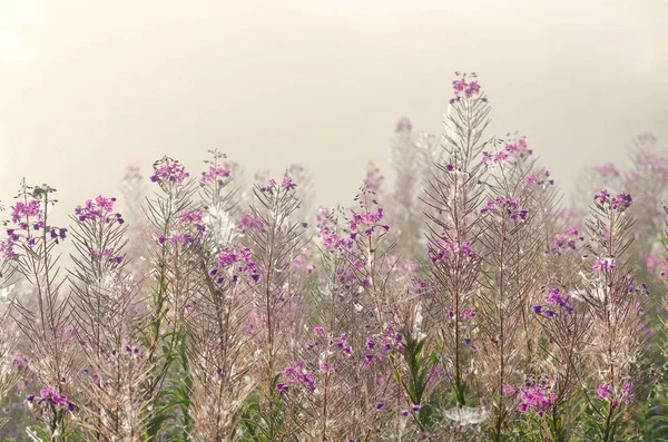Kiprei veya çiçek açan sally fotoğraf. Arka plan.