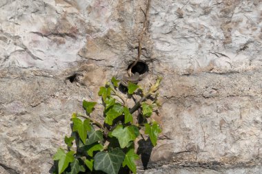 Kabataslak bir taş duvarın parçası. Duvarın ortasındaki yuvarlak bir delikten bir tırmanma bitkisi büyür. Sapında küçük bir kertenkele oturuyor. Geçmişi. Doku.