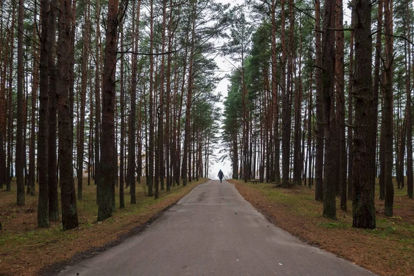 Sendero Asfaltado Pasa Través Bosque Pinos Hacia Mar Distancia Figura —  Fotos de Stock