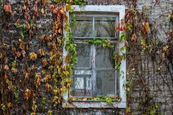 Penceresi olan eski bir tuğla binanın parçası. Sonbahar geldi. Duvarda solmuş yapraklarla dolu bir tırmanma tesisi var. Kapalı alanda sokağa açılan bir pencere daha görülüyor. Geçmişi. Doku.