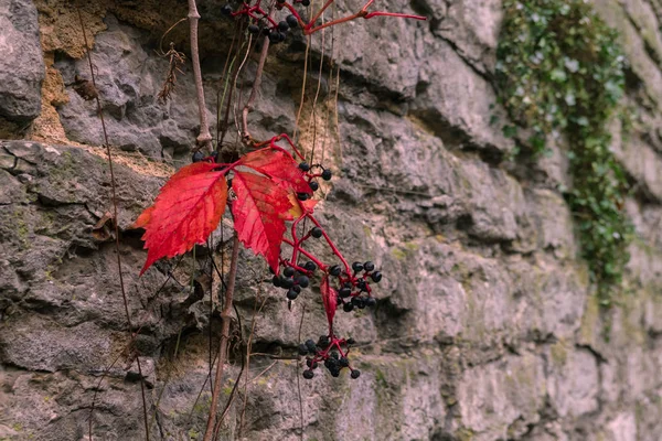 Ścianie Twierdzy Rośnie Kiełek Dzikich Winogron Czerwonymi Jesiennymi Liśćmi Ciemnymi — Zdjęcie stockowe