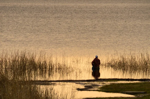 A fisherman stands in the water near the shore. In front of it there is a large expanse of water illuminated by evening light. There is a reed and part of the coast. Background.