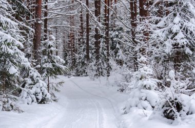Karla kaplı bir yol, kış kozalaklı bir ormandan geçer. Sola dönüş var. Arkaplan.