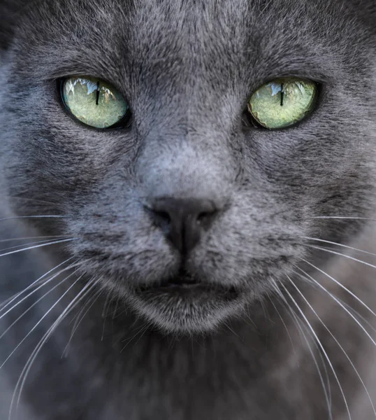 Prata gato fundo — Fotografia de Stock