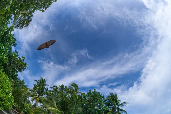 Flying fox fruit bat isolated on blue sky background