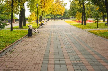 Sonbahar park güneşli sokakta renkli ağaç