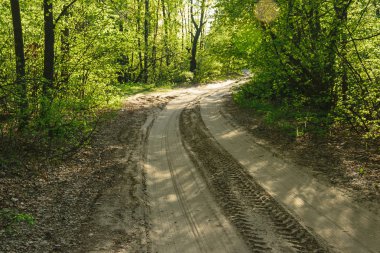 toprak yol yaz veya bahar ormandaki