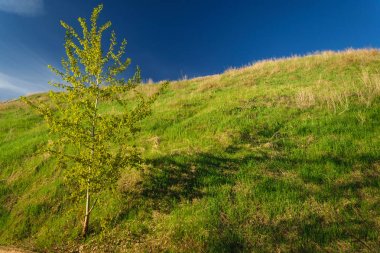 çimenli tepe ve arka planda bulutlar ile mavi gökyüzü yalnız ağacı