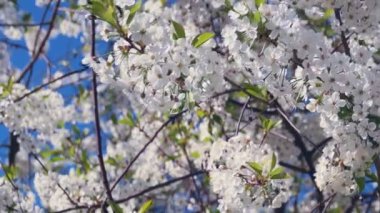 yağmur fırtınası sırasında camına düşen yağmur.