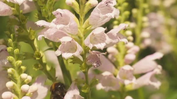 Humla biet samlar nektar och pollinerande blommor — Stockvideo