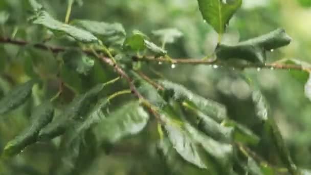 Gotas de chuva caindo em folhas de árvore — Vídeo de Stock