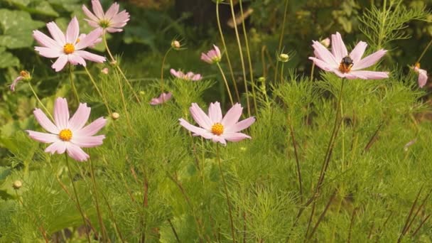 Flores no jardim de verão — Vídeo de Stock