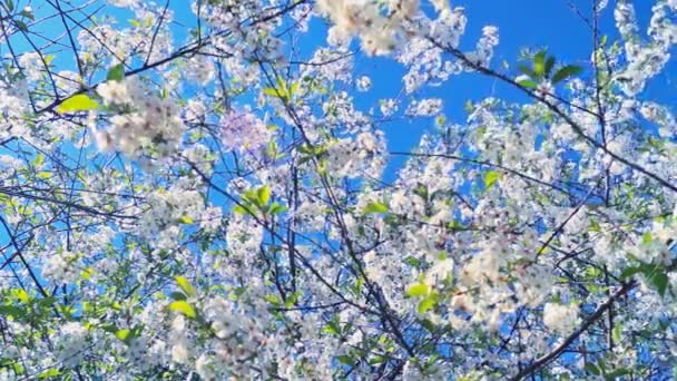 Primavera ciliegia in fiore — Video Stock